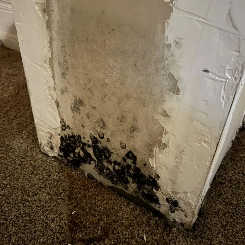 Professional Mold Removal in The Woodlands, TX